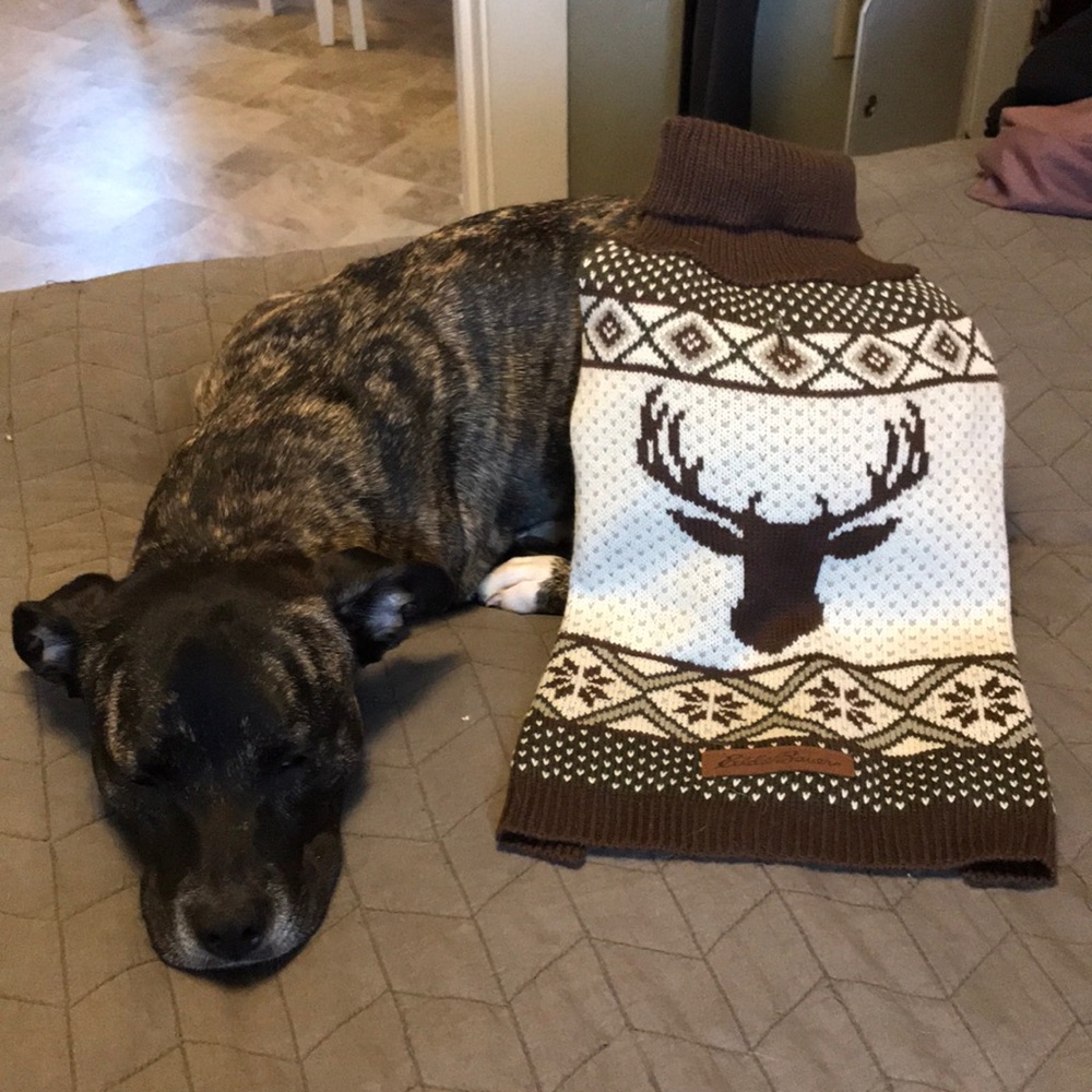 Eddie Bauer Dog Sweater🐶